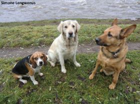 Hunde 010.JPG
